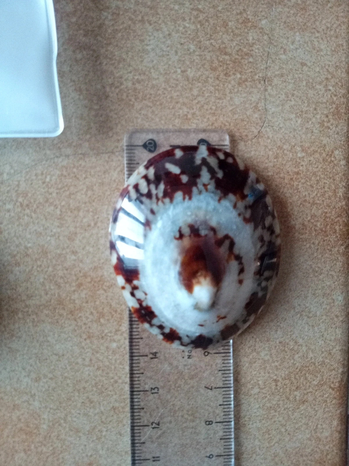 Breastfeeding shells – photo 7